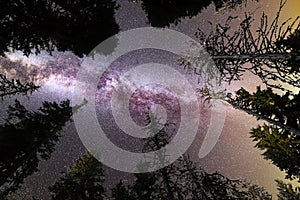 Purple Milky way falling stars pine trees silhouette