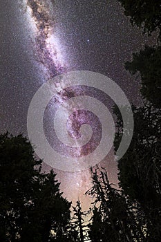 Purple Milky way falling stars pine trees silhouette