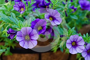 Purple Million Bells - Calibrachoa