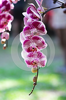 Purple miltonopsis orchids flower blooming in nature garden background