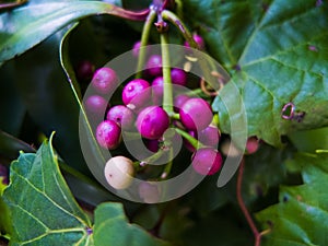 Purple Mini Berries Tucked Into Green Leaves with One White Berry