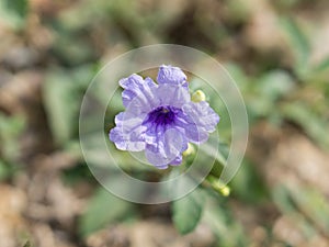 Purple Minnieroot in a bright day