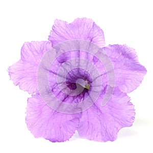 Purple minnieroot flower