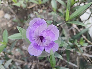 purple minnieroot flowers are blooming