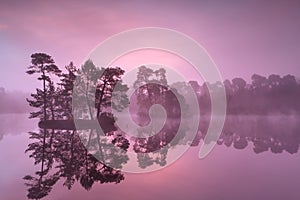 Purple misty sunrise over wild lake in forest