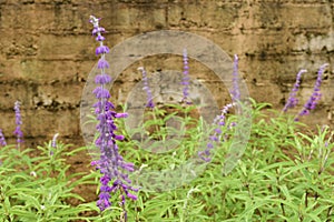 Purple Mondo Grass after the rain photo