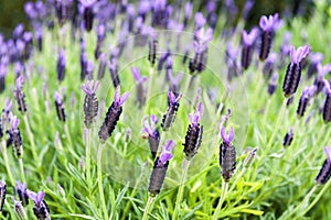 Purple Monet Dentate Lavender during its blossom in garden