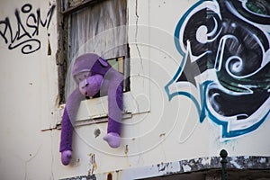 Purple monkey hanging out of a window