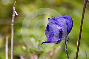 Purple Monkshood flower