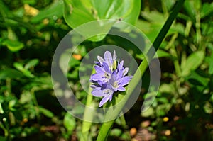 Purple Monochoria vaginalis flower