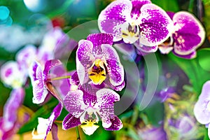 Purple Moon Orchid or Known As Charm Flower. Phalaenopsis Amabilis Batik Variance photo
