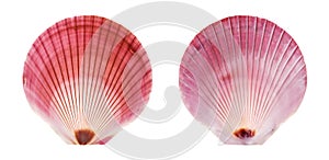 Purple Moon Scallop