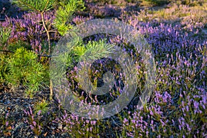 Purple moor and dunes in the forest