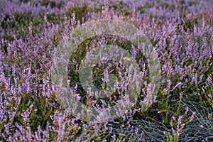 Purple moor and dunes in the forest