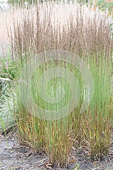 Purple moor-grass, Molinia caerulea Moorhexe, bunches of grass