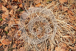 Purple moor grass or Molinia Caerulea plant in Zurich in Switzerland