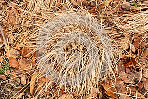 Purple moor grass or Molinia Caerulea plant in Zurich in Switzerland