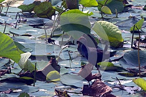 Purple Moorhen walks on green lily pads in natural habitate, India