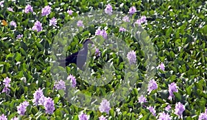 Purple Moorhen walks on green lily pads in natural habitate, India