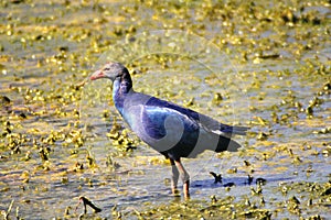 A purple morehen