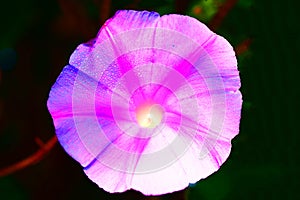 Purple Morning Glory