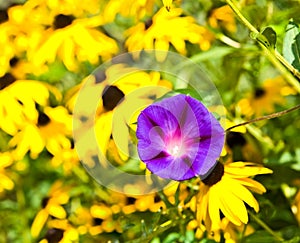 Purple Morning Glory