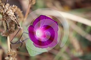 purple Morning glory