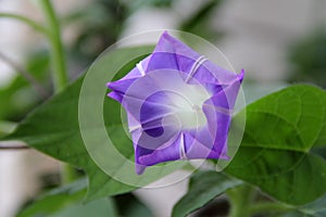 Purple morning glory