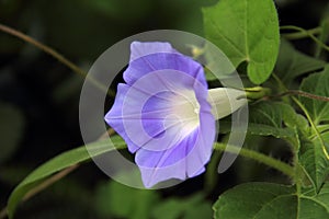 Purple morning glory