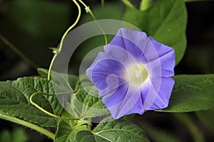 Purple morning glory