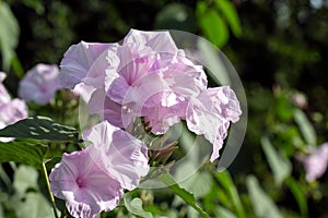 Purple morning glory blooms