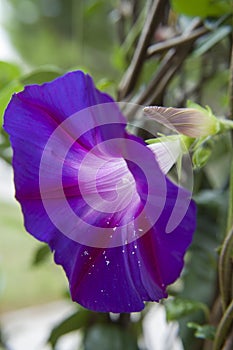 Purple morning glory flower