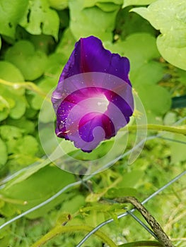 Purple morning glory flower bloom in a home garden growing on a fence