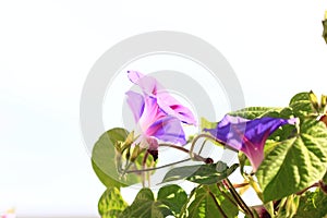 Purple Morning Glory flower blooms