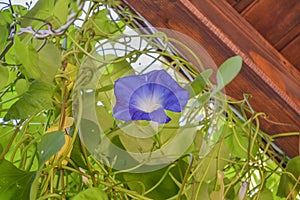 Purple morning-glory flower with blue leaves