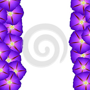 Purple Morning Glory Flower Border. Vector Illustration