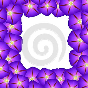 Purple Morning Glory Flower Border. Vector Illustration
