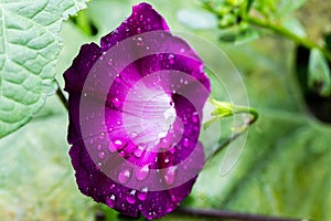 Purple Morning Glory Flower with dew drops