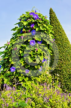 Purple Morning glory flower.