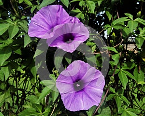 Purple morning glory flower vines wall