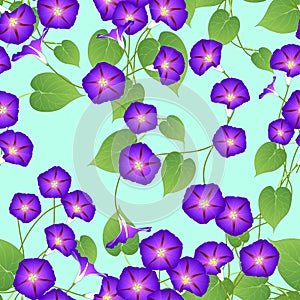 Purple Morning Glory on Green Mint Background. Vector Illustration