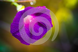 Purple Morning Glory