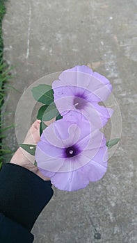 Purple morning glory in spring