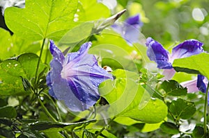 Purple morning glory, turbina corymbosa, with water drops photo