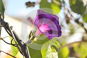 Purple morning glory vine