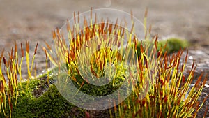 Purple Moss (Ceratodon purpureus), moss sporophyte on stones in spring