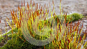 Purple Moss (Ceratodon purpureus), moss sporophyte on stones in spring