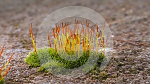 Purple Moss (Ceratodon purpureus), moss sporophyte on stones in spring