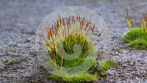 Purple Moss (Ceratodon purpureus), moss sporophyte on stones in spring