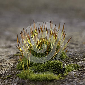 Purple Moss (Ceratodon purpureus), moss sporophyte on stones in spring